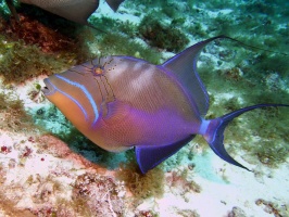 Queen Triggerfish IMG 9395